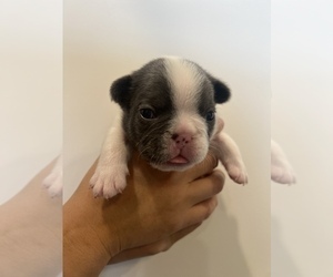 French Bulldog Puppy for Sale in MILLIKEN, Colorado USA