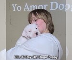 Small #11 Dogo Argentino