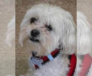 Poodle (Miniature)-Unknown Mix Dogs for adoption in Kennesaw, GA, USA