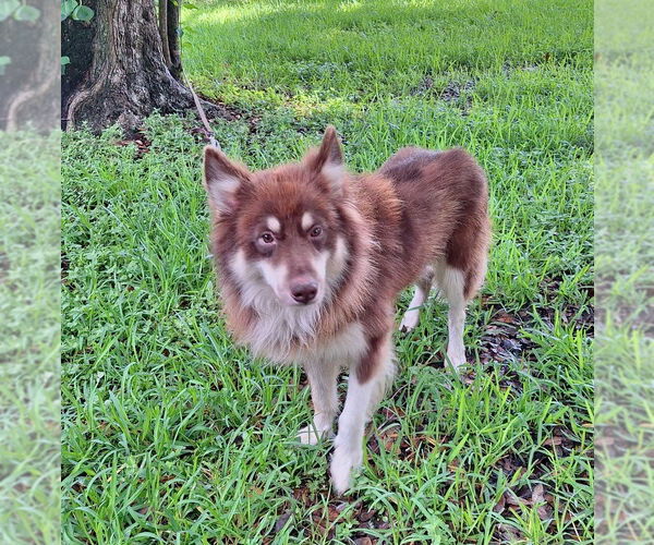 Medium Photo #2 Border Collie-Huskies  Mix Puppy For Sale in Missouri City, TX, USA