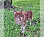 Small #1 Border Collie-Huskies  Mix