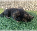 Small #7 German Shepherd Dog