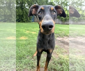 Doberman Pinscher Dogs for adoption in Buffalo, MN, USA