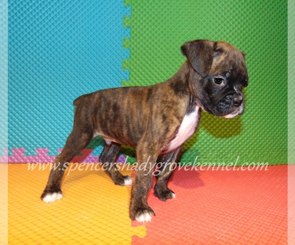 Medium Photo #1 Boxer Puppy For Sale in CABOOL, MO, USA