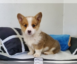 Pembroke Welsh Corgi Puppy for sale in CLARK, MO, USA