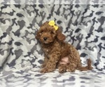 Small #7 Cavapoo