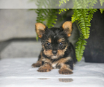 Puppy Faye Yorkshire Terrier