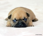 Image preview for Ad Listing. Nickname: Litter of 5