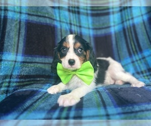 Cavalier King Charles Spaniel Puppy for sale in LAKELAND, FL, USA
