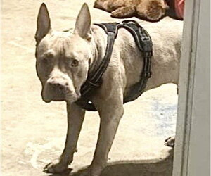 Mutt Dogs for adoption in Houston, TX, USA