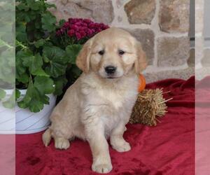 Golden Retriever Puppy for sale in LEES SUMMIT, MO, USA