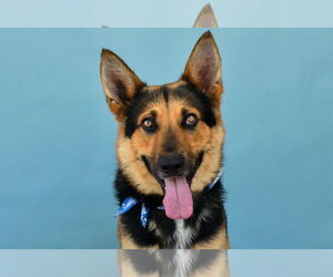German Shepherd Dog Dogs for adoption in Pasadena, CA, USA