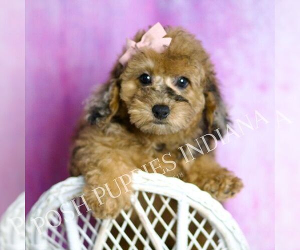 Medium Photo #10 Poodle (Toy) Puppy For Sale in WARSAW, IN, USA