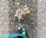 Small #10 American Staffordshire Terrier