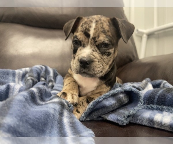Medium Photo #77 American Bully Puppy For Sale in REESEVILLE, WI, USA