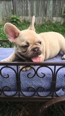 French Bulldog Puppy for sale in PENNSVILLE, NJ, USA