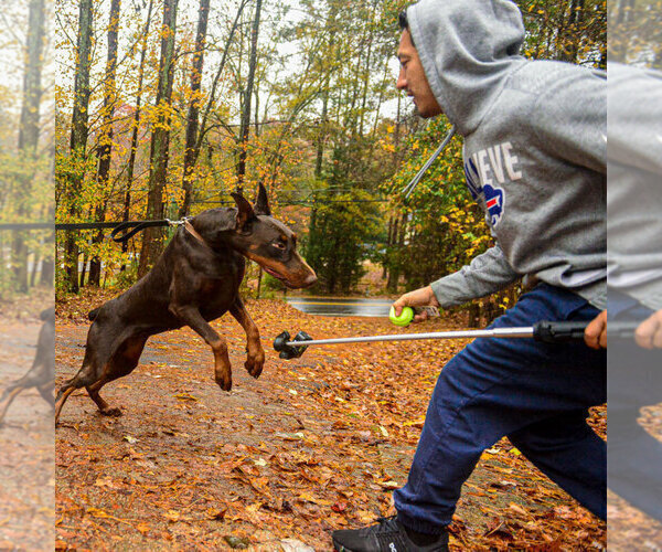 Medium Photo #14 Doberman Pinscher Puppy For Sale in FORT LAUDERDALE, FL, USA