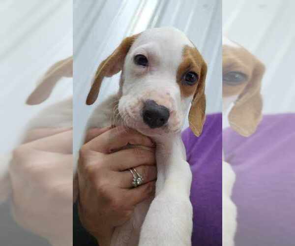 Medium Photo #2 Mutt Puppy For Sale in Osgood, IN, USA