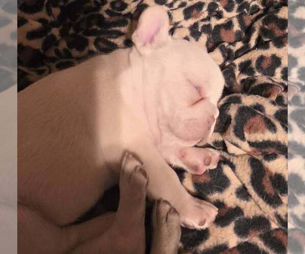 Medium Photo #7 French Bulldog Puppy For Sale in BOSTON, KY, USA
