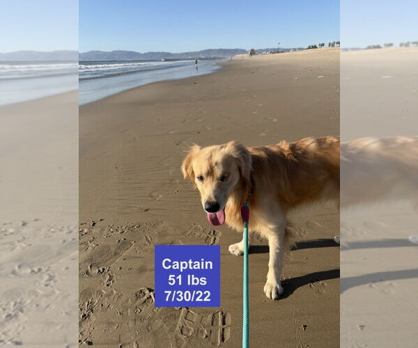 Medium Photo #12 Golden Retriever Puppy For Sale in West Hollywood, CA, USA