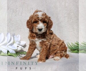 Goldendoodle (Miniature) Puppy for sale in EPHRATA, PA, USA
