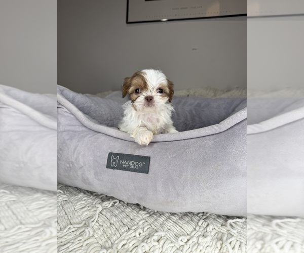 Medium Photo #4 Shih Tzu Puppy For Sale in CHARLOTTE, NC, USA