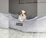 Small #3 Shih Tzu