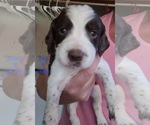 Small Photo #2 English Springer Spaniel Puppy For Sale in MARLOW, OK, USA