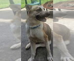 Small #2 Gerberian Shepsky