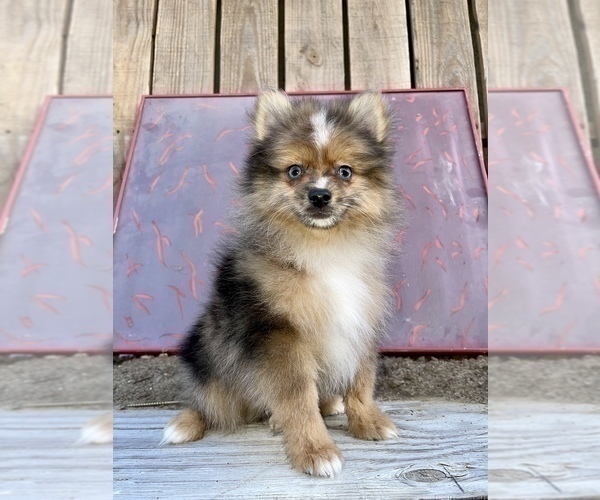 Medium Photo #2 Pomeranian Puppy For Sale in HAYWARD, CA, USA