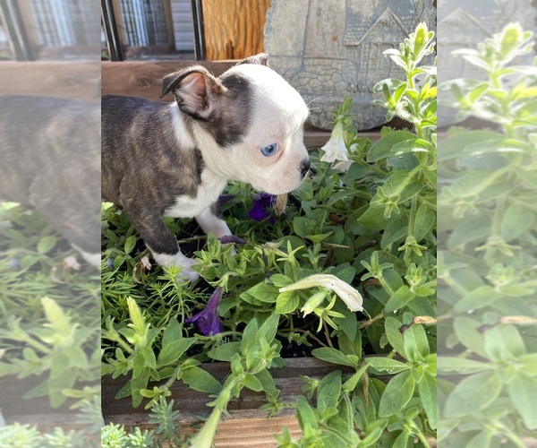 Medium Photo #4 Boston Terrier Puppy For Sale in FREDONIA, KS, USA