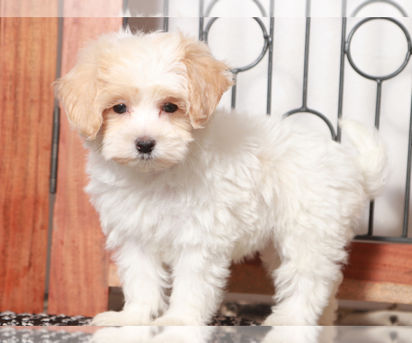 Medium Photo #2 Maltipoo Puppy For Sale in NAPLES, FL, USA