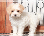 Small #1 Maltipoo