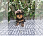 Small #6 Morkie