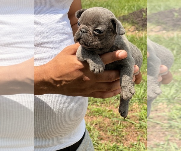 Medium Photo #2 French Bulldog Puppy For Sale in DECATUR, GA, USA