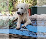 Small Photo #2 Great Pyrenees-Unknown Mix Puppy For Sale in Norman, OK, USA