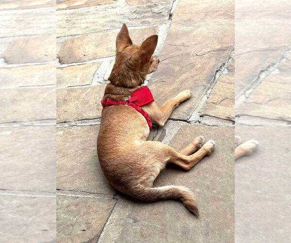 Medium Photo #25 Chihuahua Puppy For Sale in Boonton, NJ, USA