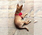 Small #24 Chihuahua