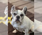 Small French Bulldog