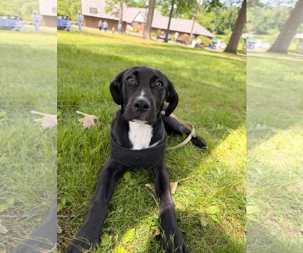 Medium Photo #6 Labrador Retriever-Plott Hound Mix Puppy For Sale in pomfret, CT, USA