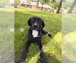 Small #5 Labrador Retriever-Plott Hound Mix