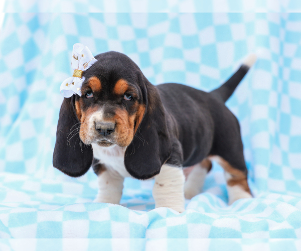 Medium Photo #3 Basset Hound Puppy For Sale in LIBERTY, KY, USA