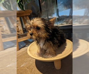Yorkshire Terrier Puppy for sale in CUMBERLAND COLLEGE, KY, USA