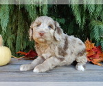 Small #4 Labradoodle