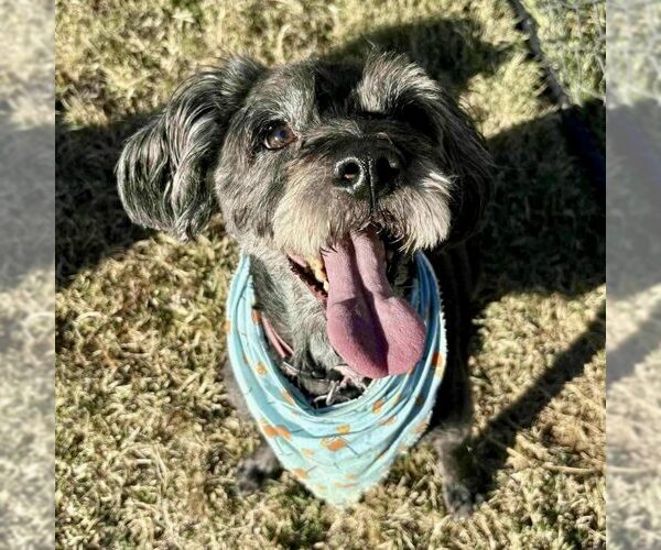 Medium Photo #1 Poodle (Standard)-Unknown Mix Puppy For Sale in Spring Lake, NC, USA