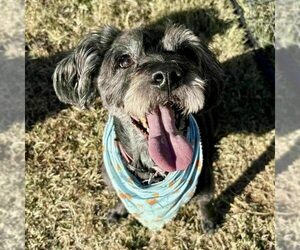 Poodle (Standard)-Unknown Mix Dogs for adoption in Spring Lake, NC, USA