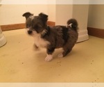 Small Photo #9 Chihuahua-Chorkie Mix Puppy For Sale in BATTLE CREEK, MI, USA