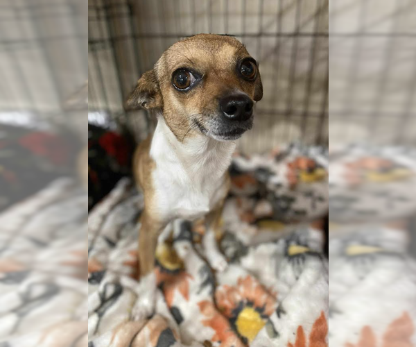 Medium Photo #4 Chihuahua-Unknown Mix Puppy For Sale in Cranston, RI, USA