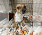 Small #3 Chihuahua Mix