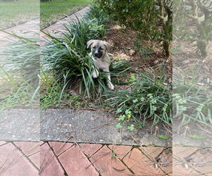 Mutt Dogs for adoption in The Woodlands, TX, USA